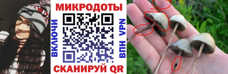 Псилоцибиновые грибы Psilocybe Кадников